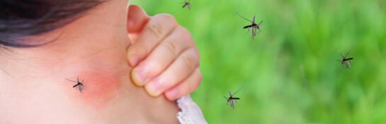 Mücken als Krankheitsüberträger